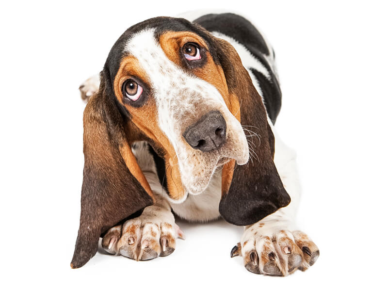 basset-hound