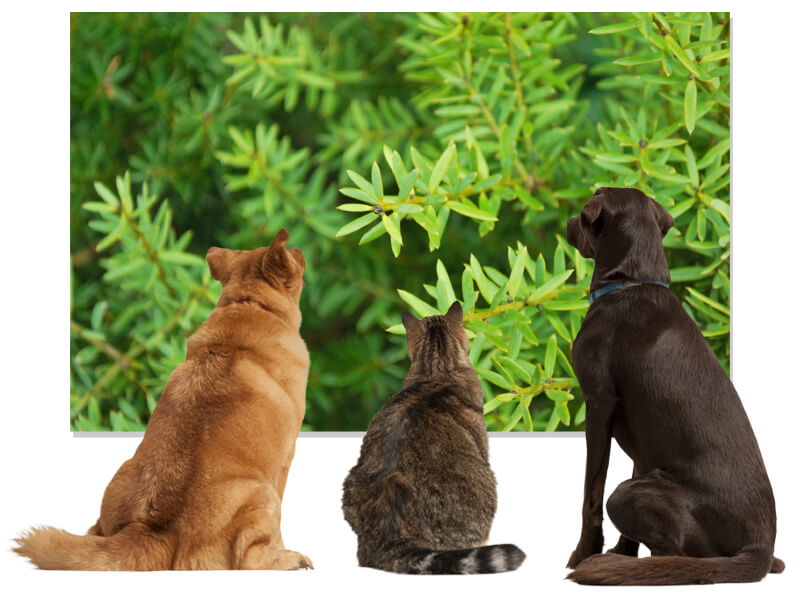 dogs-totara-tree